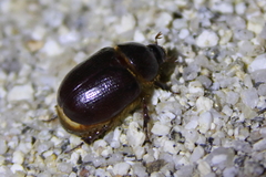 Oxygrylius ruginasus