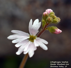 Lithophragma tenellum