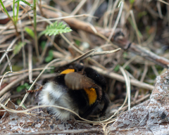 Bombus
