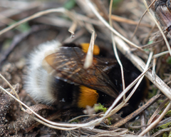 Bombus