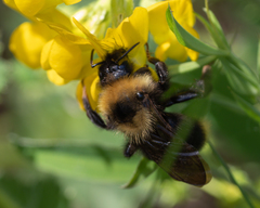 Bombus campestris