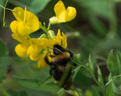 Bombus campestris