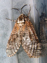 Prionoxystus macmurtrei