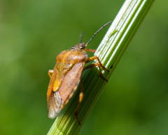 Carpocoris purpureipennis