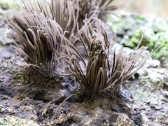 Stemonitis axifera