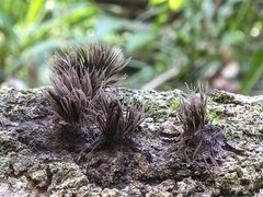 Stemonitis axifera