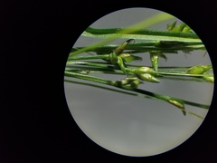 Carex brunnescens sphaerostachya