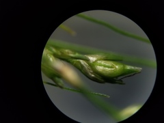 Carex brunnescens sphaerostachya