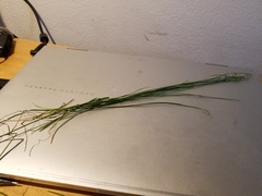 Carex brunnescens sphaerostachya