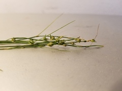 Carex brunnescens sphaerostachya