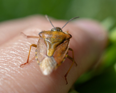 Carpocoris purpureipennis