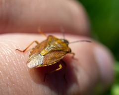 Carpocoris purpureipennis