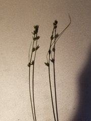 Carex brunnescens sphaerostachya