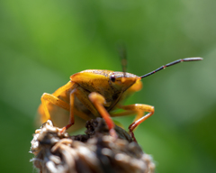Carpocoris purpureipennis