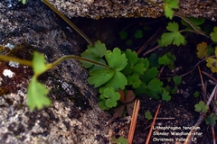 Lithophragma tenellum