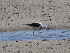 Cladorhynchus leucocephalus