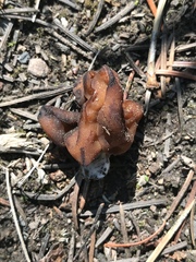 Gyromitra esculenta