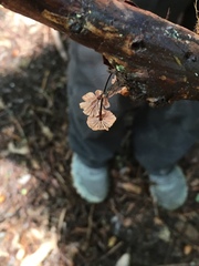 Paragymnopus sequoiae