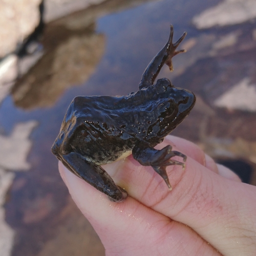 Berg Stream Frog, Amietia hymenopus