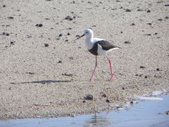 Cladorhynchus leucocephalus