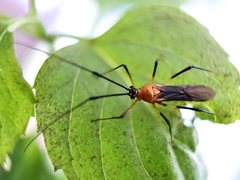 Ragwelellus suspectus