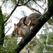 Common Ringtail Possum - Photo (c) sypster, some rights reserved (CC BY-NC-SA)