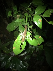Eschatoceras