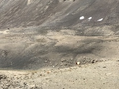 Canis lupus filchneri