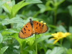 Acraea terpsicore