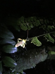 Spathophorini