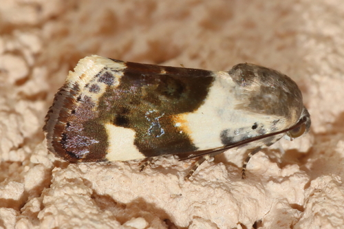 Acontia lucida