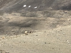 Canis lupus filchneri