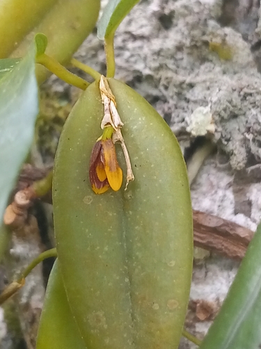 Wilson's bonnet orchid (Acianthera wilsonii)