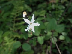 Lithophragma heterophyllum