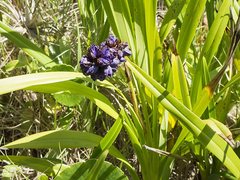 Dianella congesta