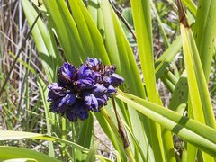 Dianella congesta