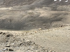 Canis lupus filchneri