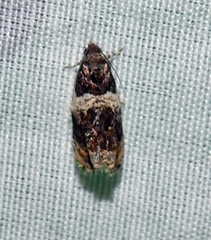 Olethreutes fasciatana