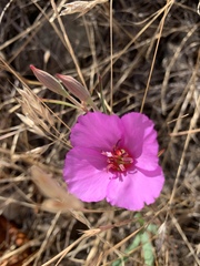 Clarkia rubicunda