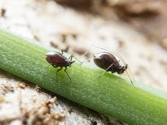 Neotoxoptera formosana