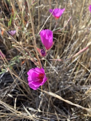 Clarkia rubicunda