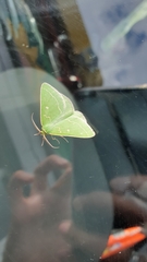 Thetidia smaragdaria