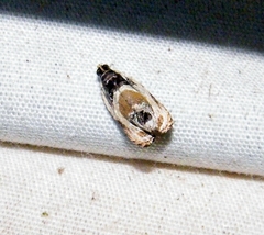 Olethreutes griseoalbana