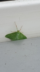 Thetidia smaragdaria