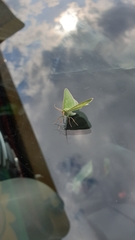 Thetidia smaragdaria