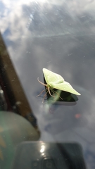 Thetidia smaragdaria