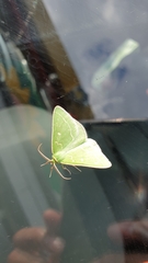 Thetidia smaragdaria