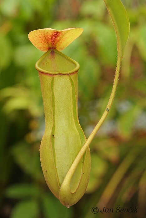 Nepenthes khasiana