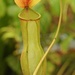 Nepenthes khasiana - Photo Jan Ševčík, sin restricciones conocidas de derechos (dominio público)