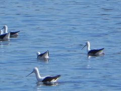 Cladorhynchus leucocephalus